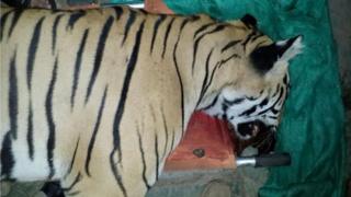 'Man-eating' tiger shot dead in India's Maharashtra - BBC News