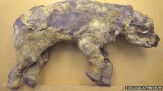 Frozen baby woolly mammoth in Manchester Museum exhibition - BBC News