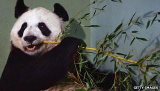 Tian Tian eating some bamboo