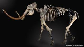 Woolly Mammoth skeleton - stood full height with long tusks.