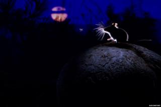 Mouse on a mushroom
