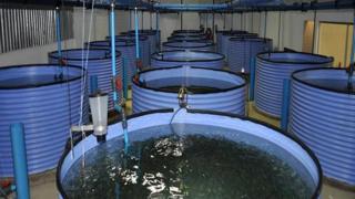 Trout farming in land-locked Lesotho is an export success - BBC News