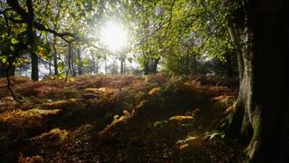 Sun shines through the trees during the autumn season in the New Forest in Hampshire
