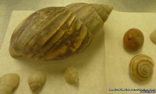 The giant snail and its eggs
