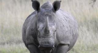 A white rhinoceros in Kenya.