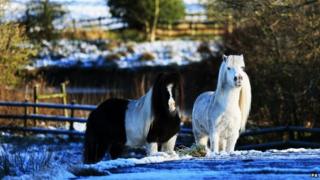 Ponies in snowy field