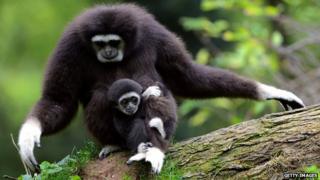 Gibbon mother and baby