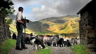 Shepherd with Herdwick sheep