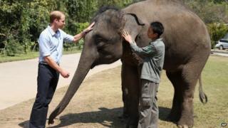 Duke of Cambridge meets a rescued elephant called "Ran Ran" at the Xishuangbanna Elephant Sanctuary