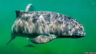 Harbour porpoises hunt using sound