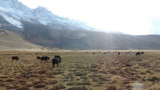 Pakistan's snow leopards: Both feared and sought - BBC News