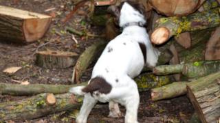 Jake the Police Dog sniffing out trouble in a wood