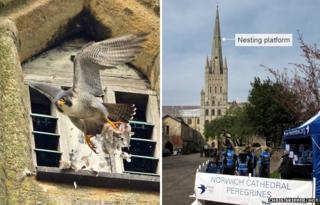 peregrine watchers falcons