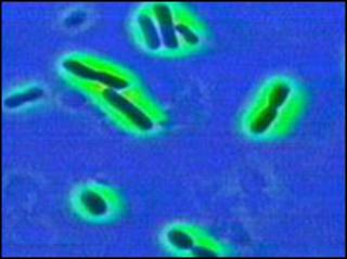 Cryptosporidiwm