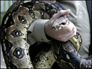 Boa constrictor