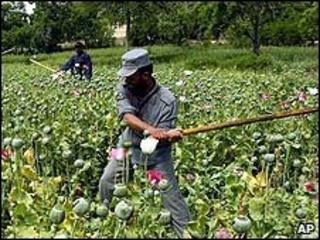 Afghan officers destroy opium poppies, 2007