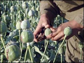 A man in an opium poppy field in Helmand. File photo
