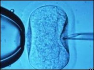 Embryo (generic)