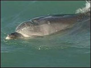 Moko the dolphin