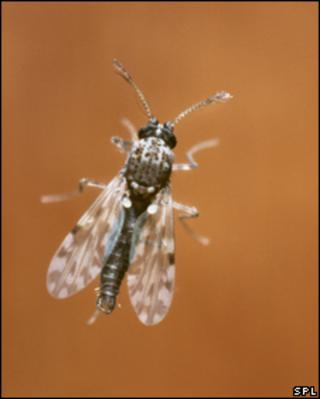Midge