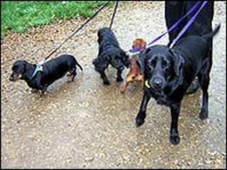 Dogs being walked