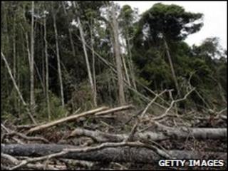 Deforestation in Indonesia