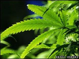 cannabis plants
