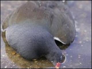 Dead moorhen