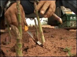 Asparagus pickers at Owen farm