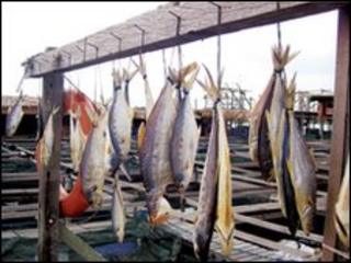 Fish hanging in Singapore