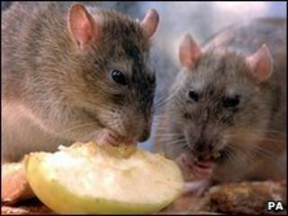 Brown rats (Image: PA)