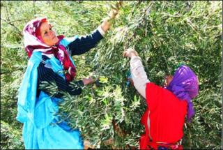 Women picking olives in Kairouan, Tunisia