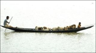 Sheep being ferried to higher ground