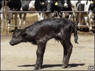 Got, the cloned fighting bull