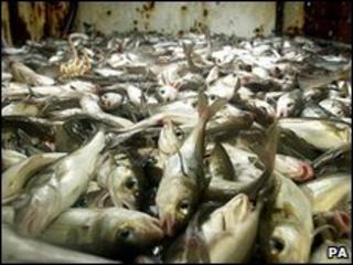 Library picture of fish in a trawler's hold (Image: PA)