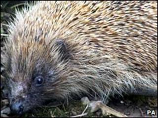 Hedgehog