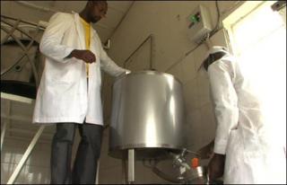 Dairy at Masaka Farms