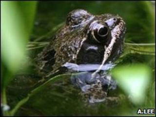 Frog