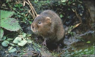A water vole (generic)