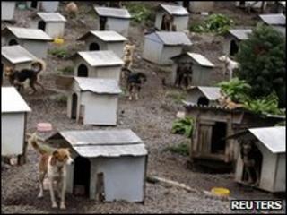 Dogs outside tin shacks in Brazil