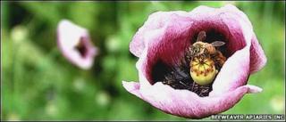 Bees, BeeWeaver Apiaries Inc
