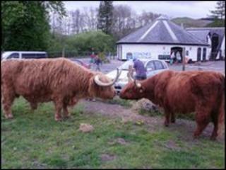 Hamish and Heather