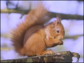 Red squirrel