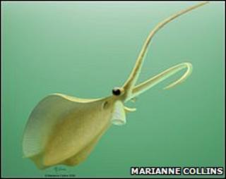 An artist's drawing of a Nectocaris pteryx