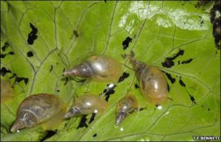 Pond snails