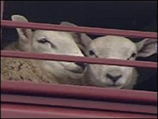 Sheep (generic)