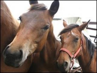 Reports of horse cruelty are on the rise in Ireland