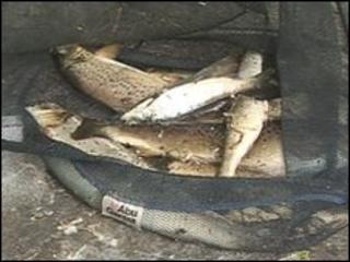 Fish from the River Colne
