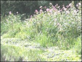 Himalayan Balsam