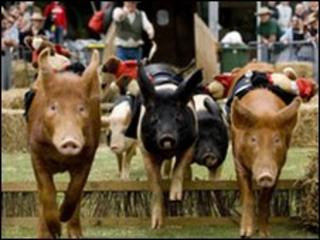 Racing pigs at Surrey County Show